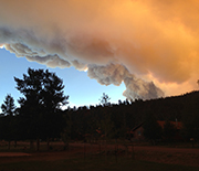 A forest, with smoke clouds rising behind it.